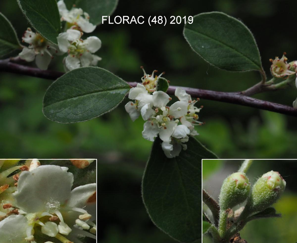 Cotoneaster, [of Crete] flower